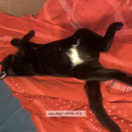 Photo 1/1 Amanite Chat lost in Beauregard et bassac