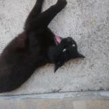 Picture of cat lost at Bourg En Bresse