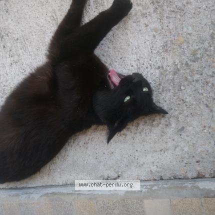 Photo 1/1 Oscar Chat lost in Bourg en bresse