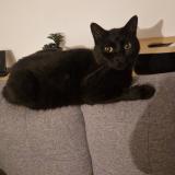 Picture of cat lost at Beautheil Saint