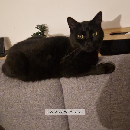 Photo 1/1 Krokmou Chat lost in Beautheil saint