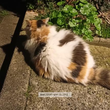 Photo 1/2 Found cat Found in Villemomble