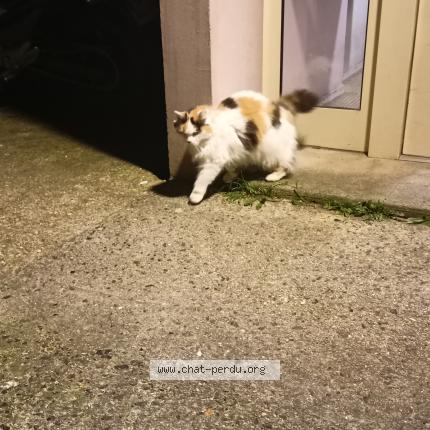 Photo 2/2 Found cat Found in Villemomble