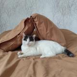 Picture of cat lost at Coublevie