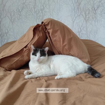 Photo 1/1 Razik Chat lost in Coublevie