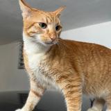 Picture of cat lost at Juncos