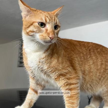 Photo 1/1 Kitty Chat lost in Juncos