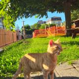 Picture of cat lost at Veytaux