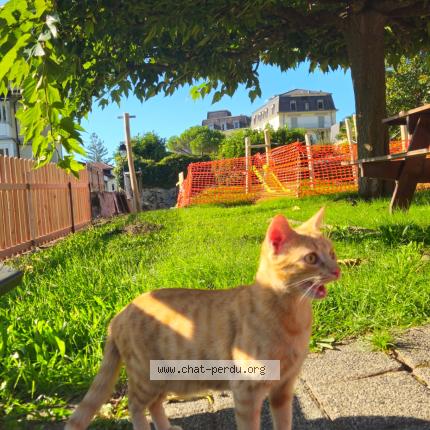 Photo 1/1 KAPA Chat lost in Veytaux