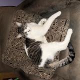 Picture of cat lost at Norwalk