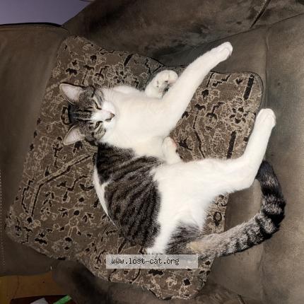 Photo 1/1 Mikey nike Chat lost in Norwalk