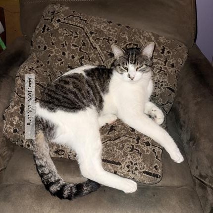 Photo 1/1 Mikey nike Cat lost in Norwalk