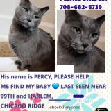 Picture of cat lost at Chicago Ridge