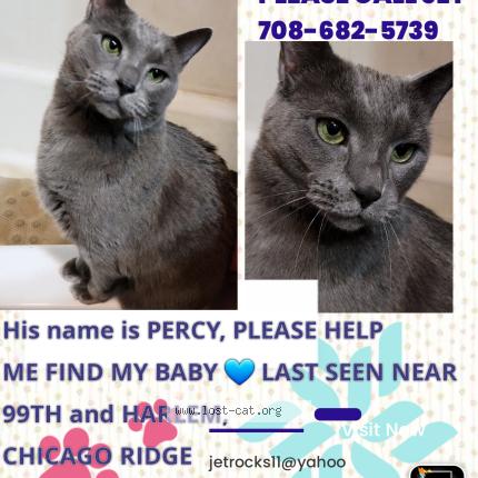 Photo 1/1 Percy Chat lost in Chicago ridge