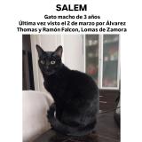 Picture of cat lost at Lomas De Zamora