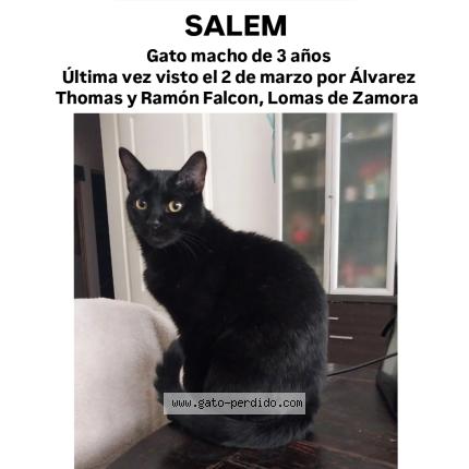 Photo 1/1 Salem Chat lost in Lomas de zamora