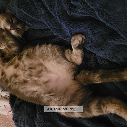 Photo 1/1 Maybee Chat lost in Grand prairie