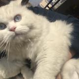 Picture of cat lost at Islamabad E 11 Khudadad Heights