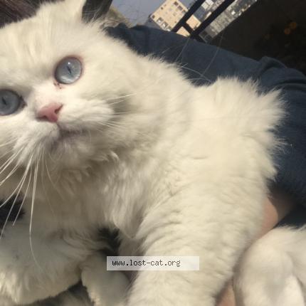 Photo 1/1 Cherry berry Chat lost in Islamabad e 11 khudadad heights