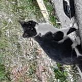 Picture of cat lost at Pressins