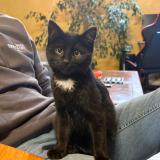 Picture of cat lost at Saint Germain Laprade