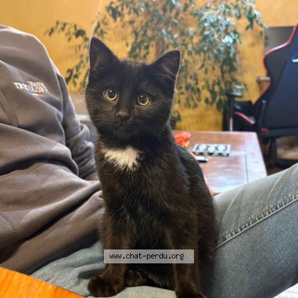 Photo 1/1 Limo Chat lost in Saint germain laprade