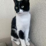 Picture of cat lost at Collonges Sous Saleve