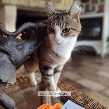 Photo 1/1 Pinkie Chat lost in Vence