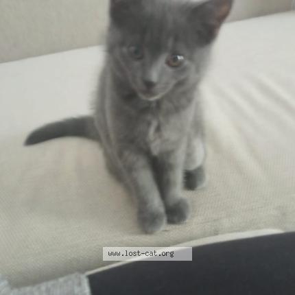 Photo 1/1 Mia Chat lost in Berlin