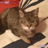 Picture of cat lost at Redon