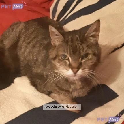 Photo 1/1 Filou Chat lost in Redon