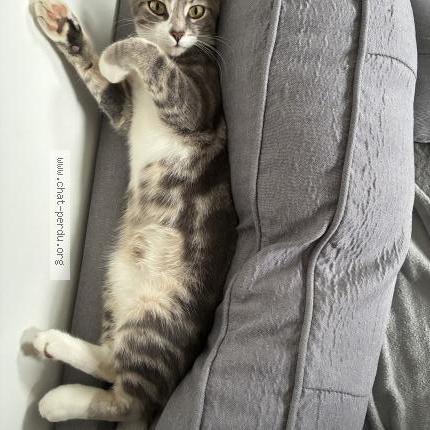 Photo 1/1 Wilo Chat lost in Biville sur mer