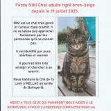 Picture of cat lost at Mellac