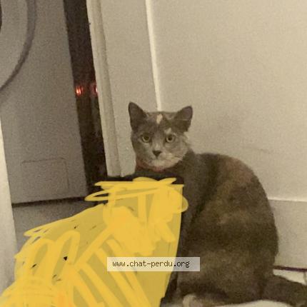 Photo 1/1 Mikasa Chat lost in Marseille