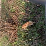 Picture of cat found at Lille