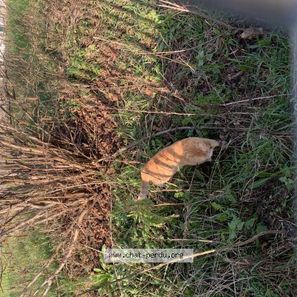 Photo 1/1 Found cat Found in Lille