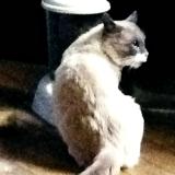 Picture of cat lost at Bourg De Peage
