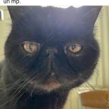 Picture of cat lost at Bedarieux