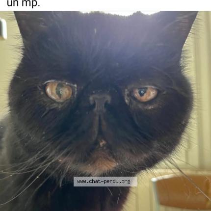 Photo 1/1 Lina Lamara Chat lost in Bedarieux