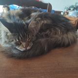 Picture of cat lost at Denevre