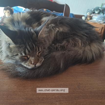 Photo 1/1 Watson Chat lost in Denevre