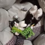 Picture of cat lost at Louhans