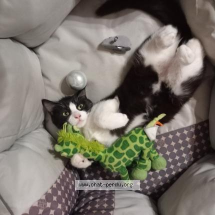 Photo 1/1 Oreo Chat lost in Louhans