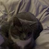 Picture of cat lost at Brussels