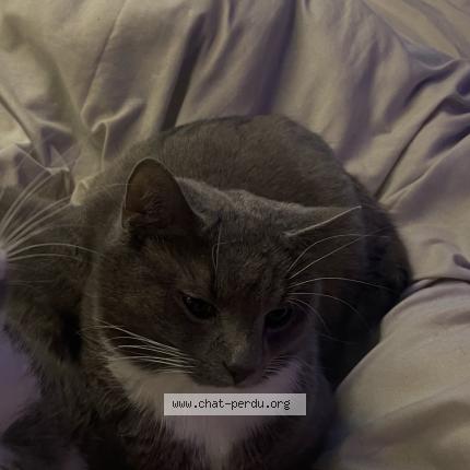 Photo 1/1 Maru Chat lost in Brussels