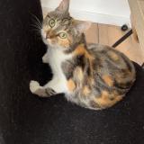 Picture of cat lost at Bu