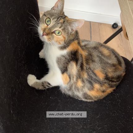 Photo 1/1 Cat reunited Lost in Bu