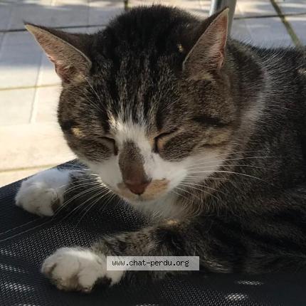 Photo 1/1 Found cat Found in Commelle vernay