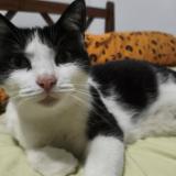 Picture of cat lost at Aire Sur L Adour