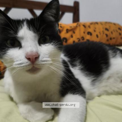 Photo 1/1 Jane Chat lost in Aire sur l adour